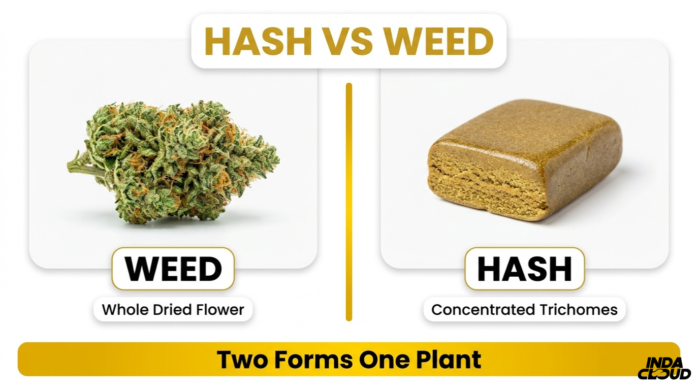 Hash Vs Weed: What'S The Difference? 1 Hash Vs Weed Comparison Infographic Showing Weed As Dried Flower And Hash As Concentrated Trichomes From The Same Cannabis Plant